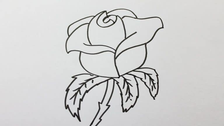 Comment faire une rose en dessin ?